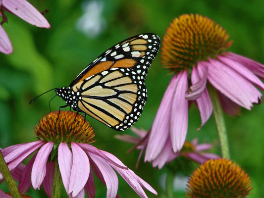 The Wellness Benefits of Echinacea Angustifolia Root: Supporting Balance from Within