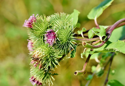 Burdock Root: Deep-Cleansing Earth Ally for Protection, Purification, and Persistence.