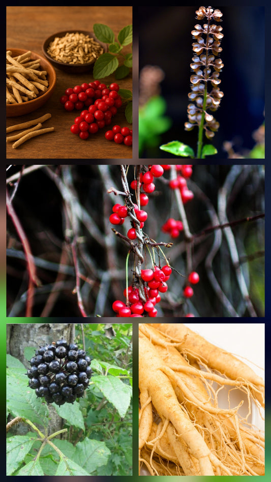 Nootropic Herbs: Natural Allies for Clarity, Focus and Mental Resilience.
