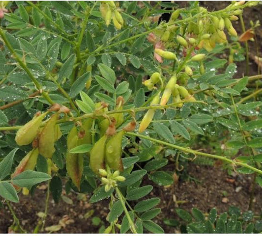 Astragalus Root: The Herb of Reslience.