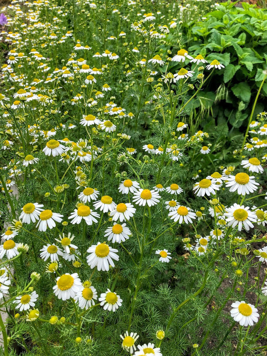 The Calm Within: The Healing Wisdom of Chamomile.