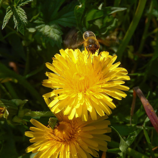 Dandelion Root: Earth Medicine for Release, Renewal, and Rooted Strength.