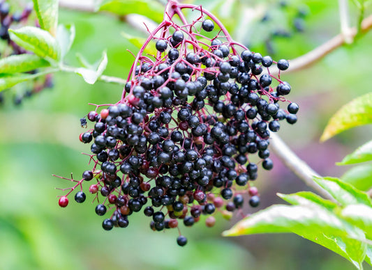 Elderberry: The Dark Jewel of Protection, Wisdom and Immune Intuition.
