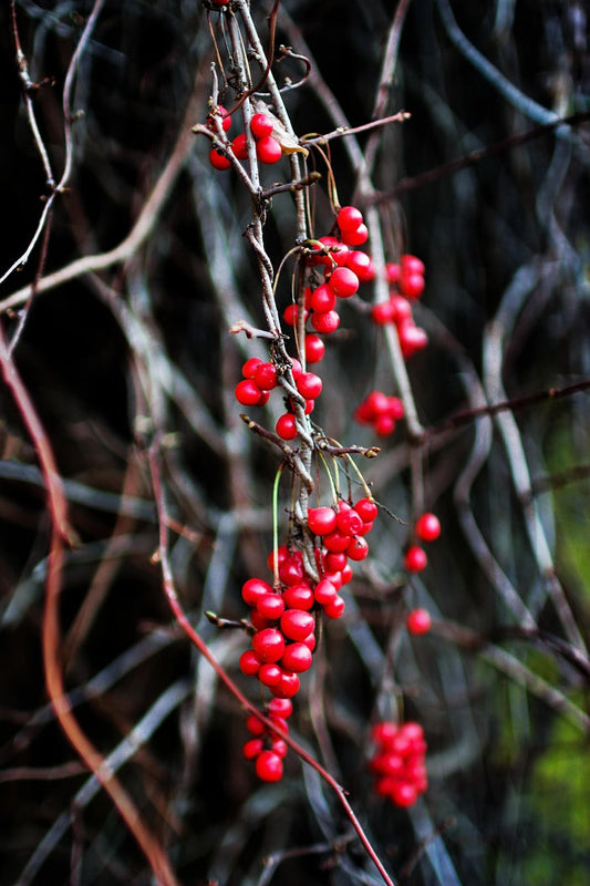 The Magic of Schisandra: Natures Five-Flavor Berry.