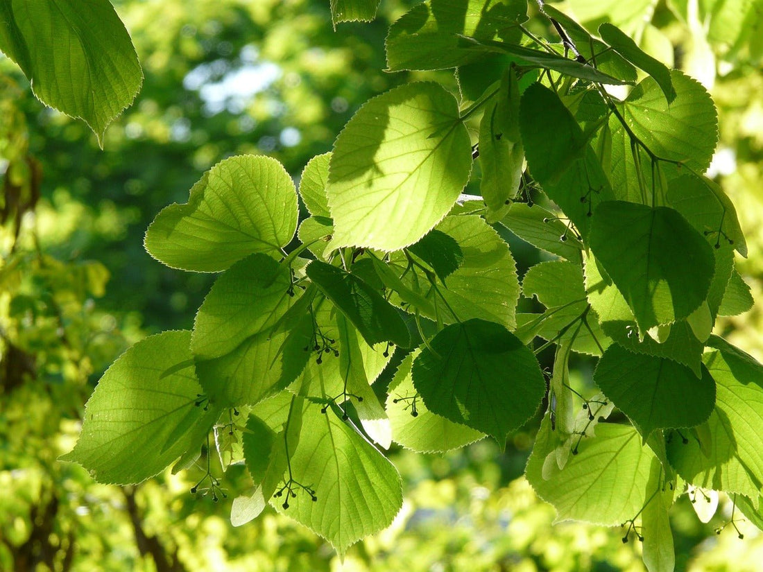 Linden: A Tree of Peace and Healing. - Amor Mederi