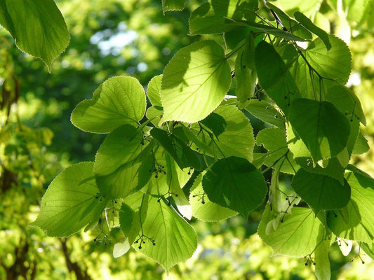 Linden: A Tree of Peace and Healing. - Amor Mederi