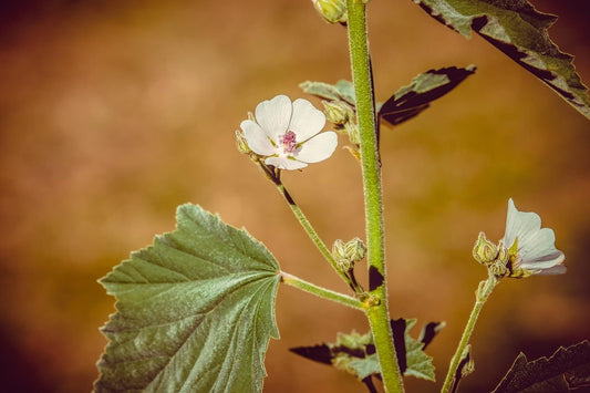 Marshmallow Root and the Art of Gentle Healing. - Amor Mederi
