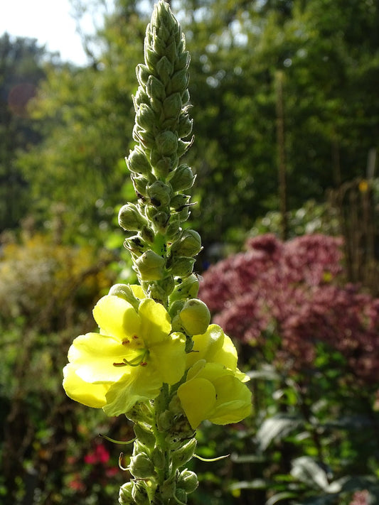 Herbal Soul Story | Mullein | Verbascum thapsus