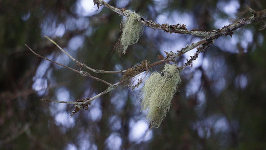 Usnea Barbarta: The Old Mans Beard with Powerful Medicine.
