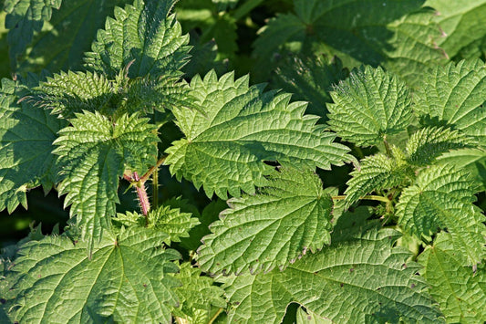 Stinging Nettle: The Fierce Green Guardian of Vitality.