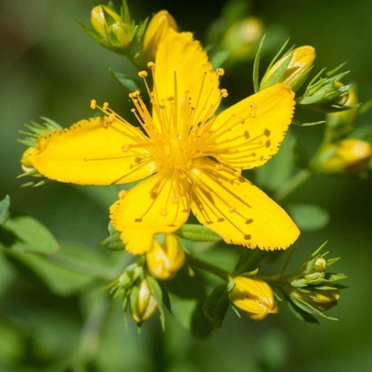Busting the Myths on St. John’s Wort