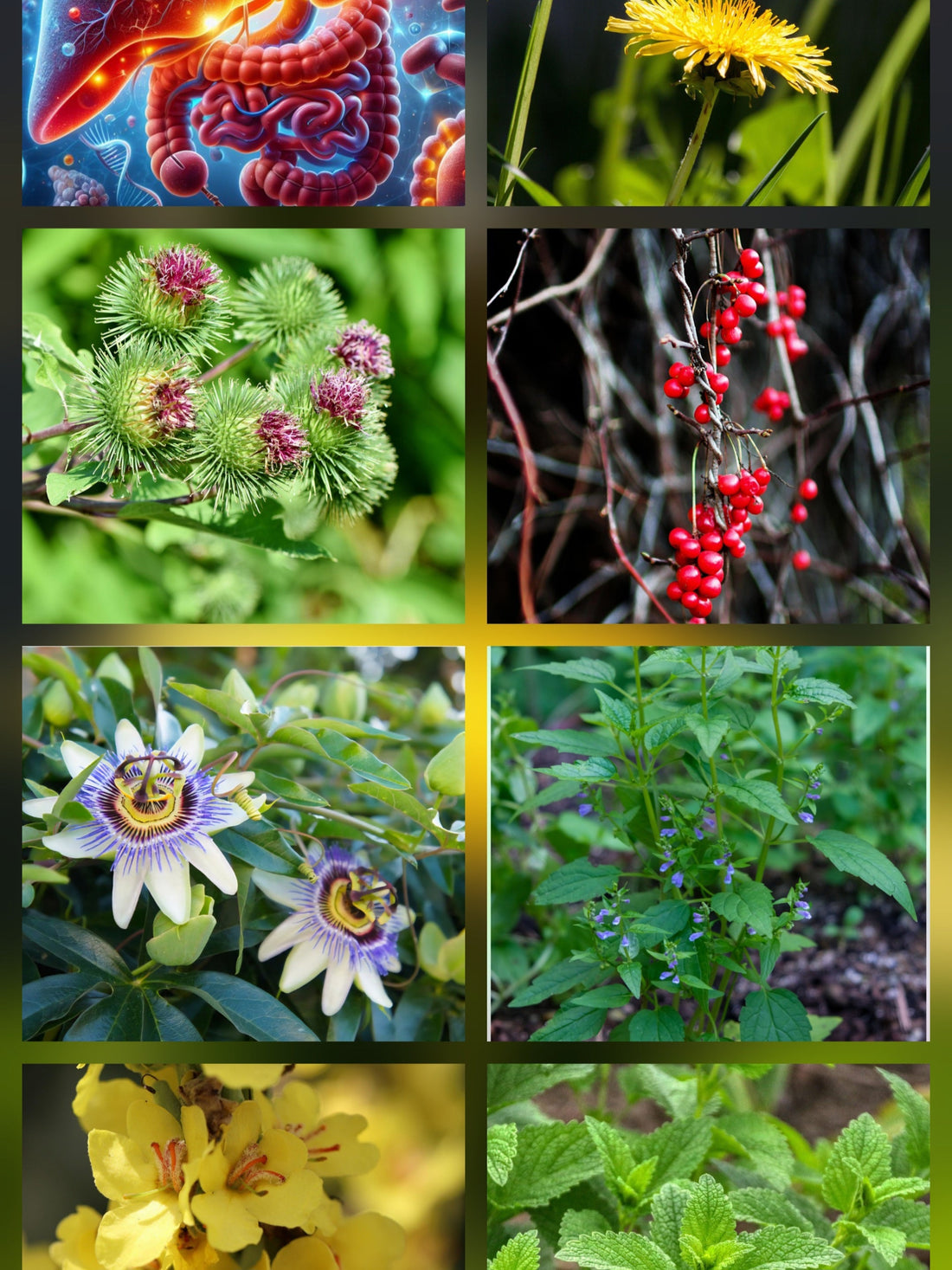 The Liver, Emotion,  and True Holistic Health.