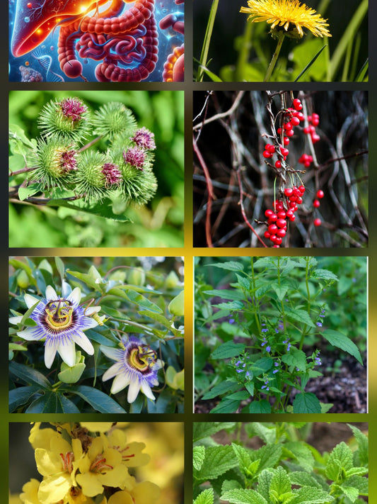 The Liver, Emotion,  and True Holistic Health.