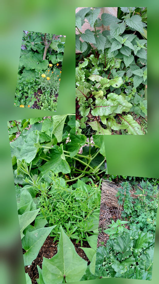 Let Your Plants Love You. Lessons of Healing From the Garden