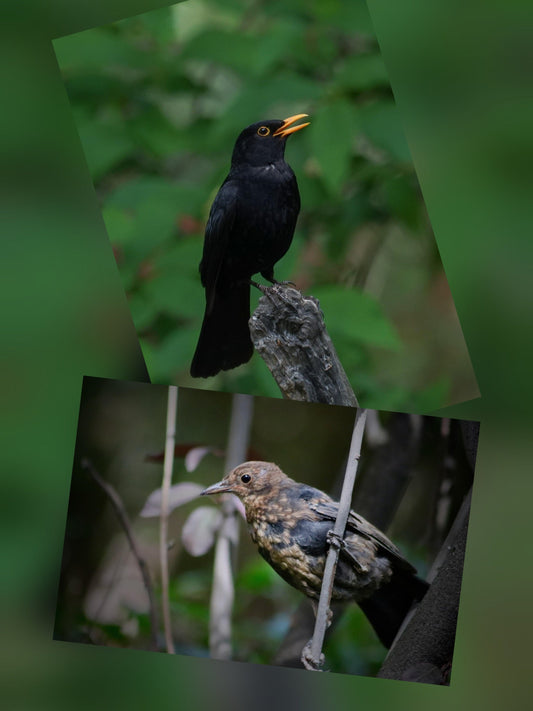 Blackbirds - Guardians of the In-between.