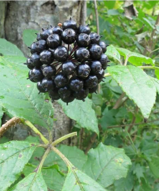 Siberian Ginseng: Strength in Stillness.