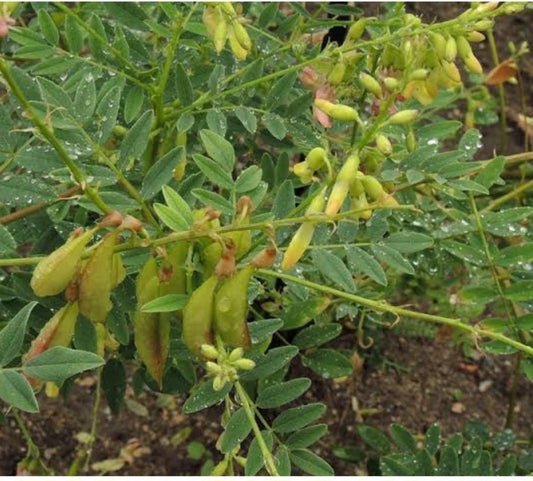 Astragalus Root: The Herb of Reslience. - Amor Mederi