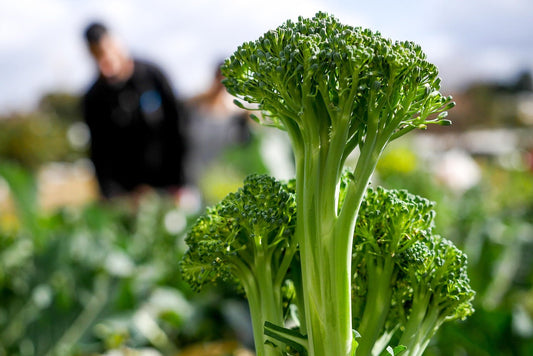 Broccoli: The Quiet Chemist on Your Plate.