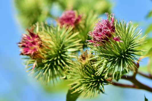 Burdock Root: Ancient Cleanser, Modern Ally - Amor Mederi