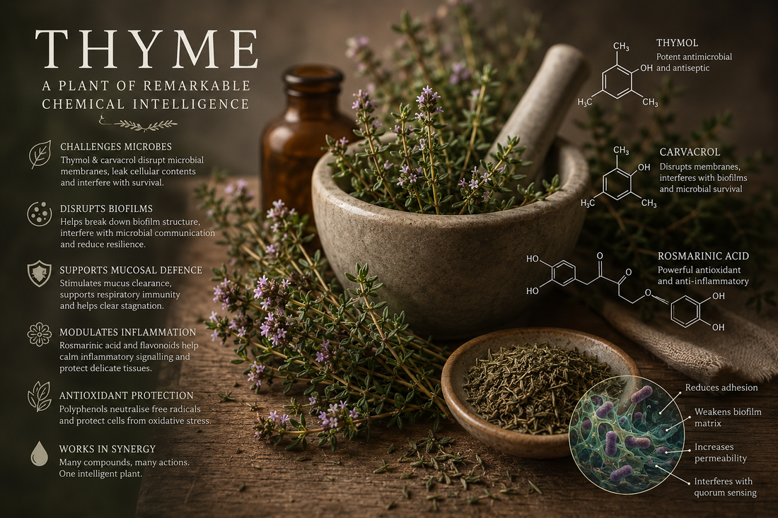 Thyme: The Intelligent Chemistry of a Respiratory Healer.