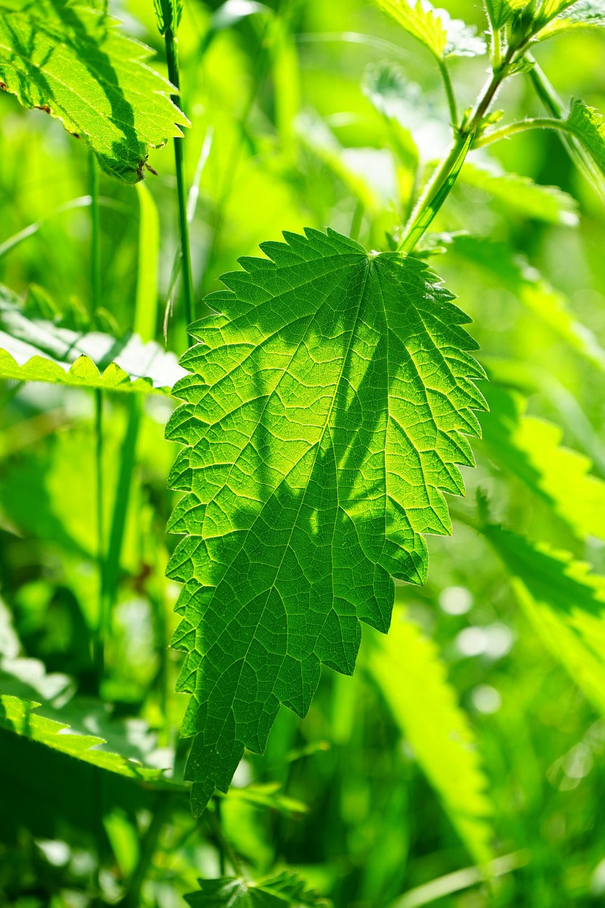 Nettle, Inflammation and the Body That Has Endured.